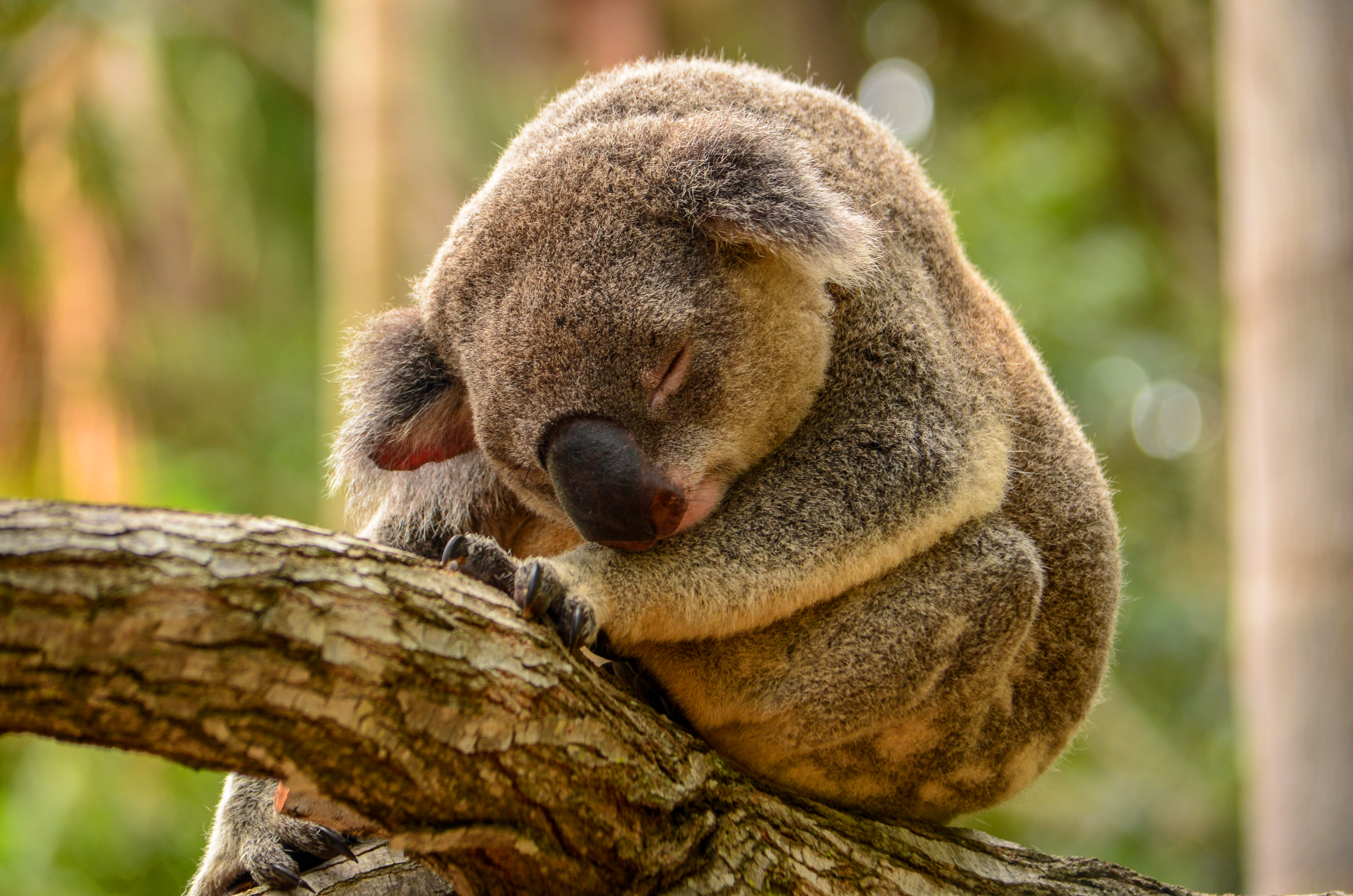 Koalas Images Koalas Hd Wallpaper And Background Photos - Wallpaper , HD Wallpaper & Backgrounds