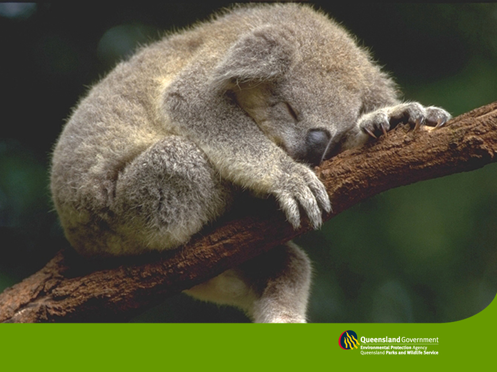 Koala Bear Wallpaper For Desktop , HD Wallpaper & Backgrounds