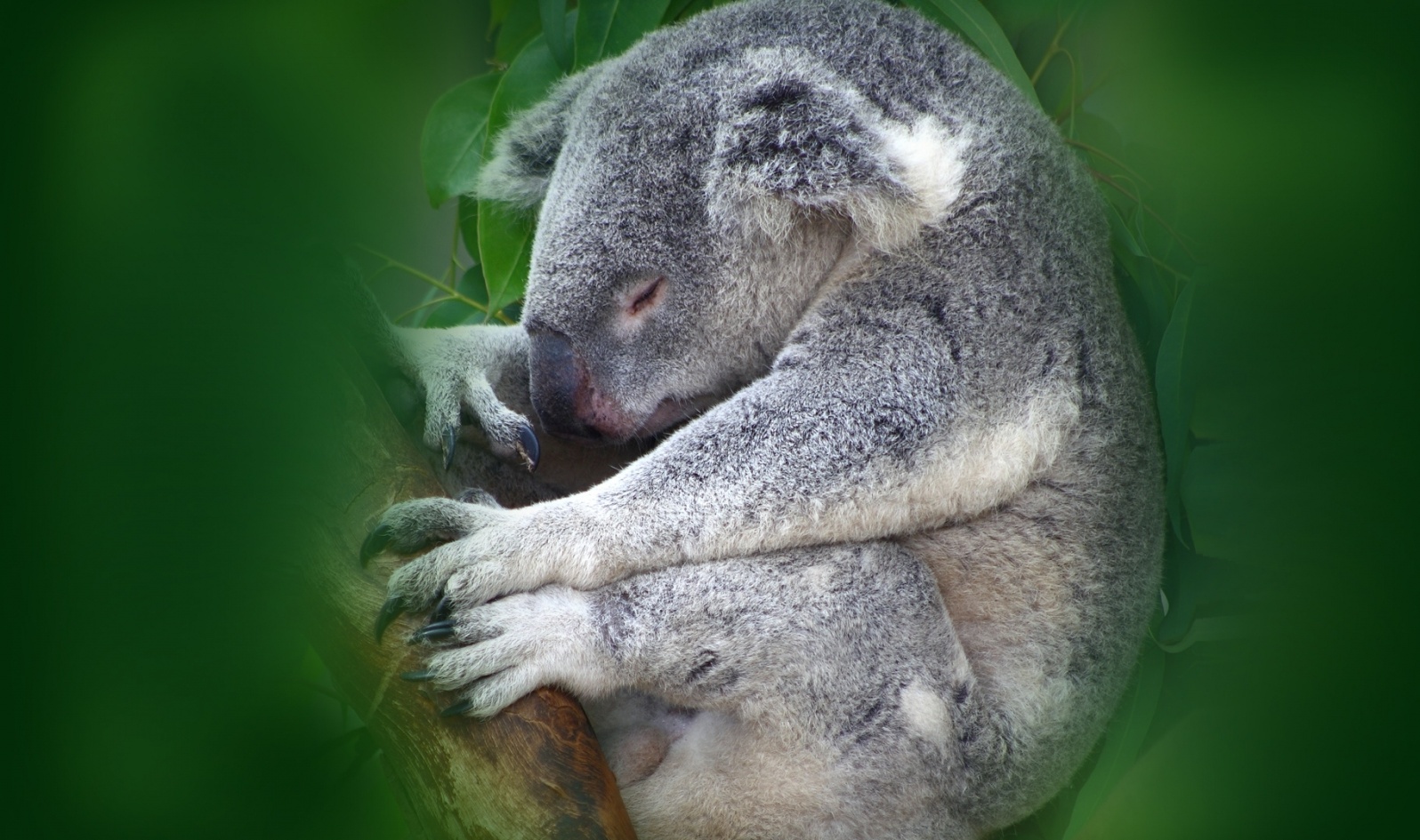 Koala , HD Wallpaper & Backgrounds