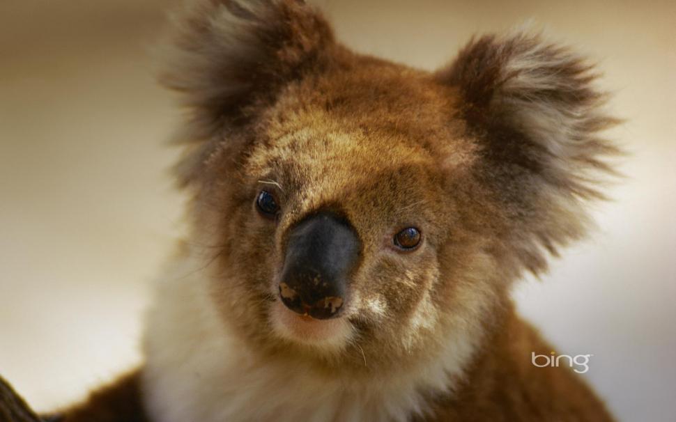 A, Portrait, Of, A, Koala Wallpaper - Australia Animals And Landscape , HD Wallpaper & Backgrounds