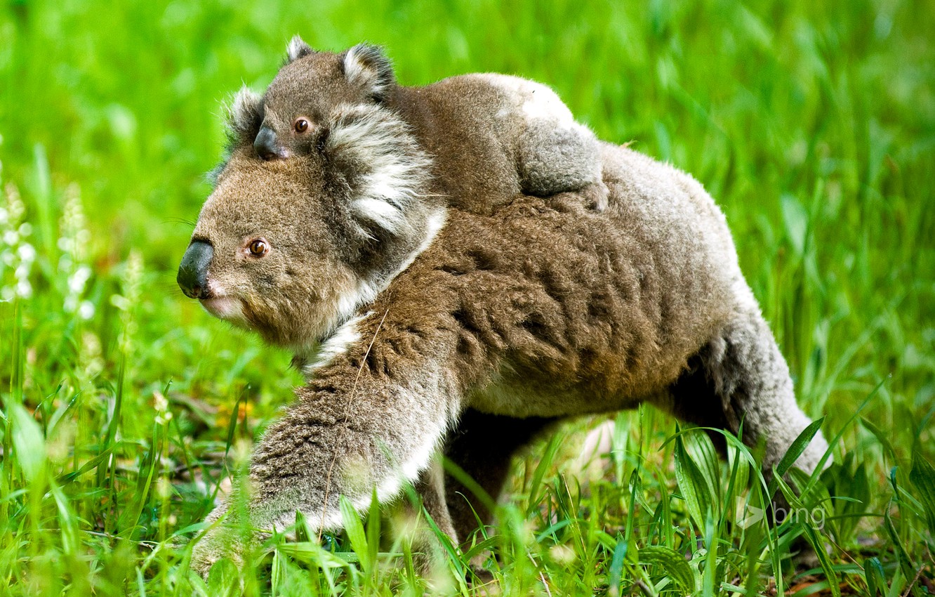 Photo Wallpaper Grass, Nature, Bear, Koala - Wallpaper , HD Wallpaper & Backgrounds