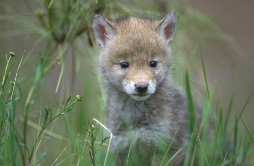 Baby Coyotes Have Moms Too - Cute Coyote Pups , HD Wallpaper & Backgrounds