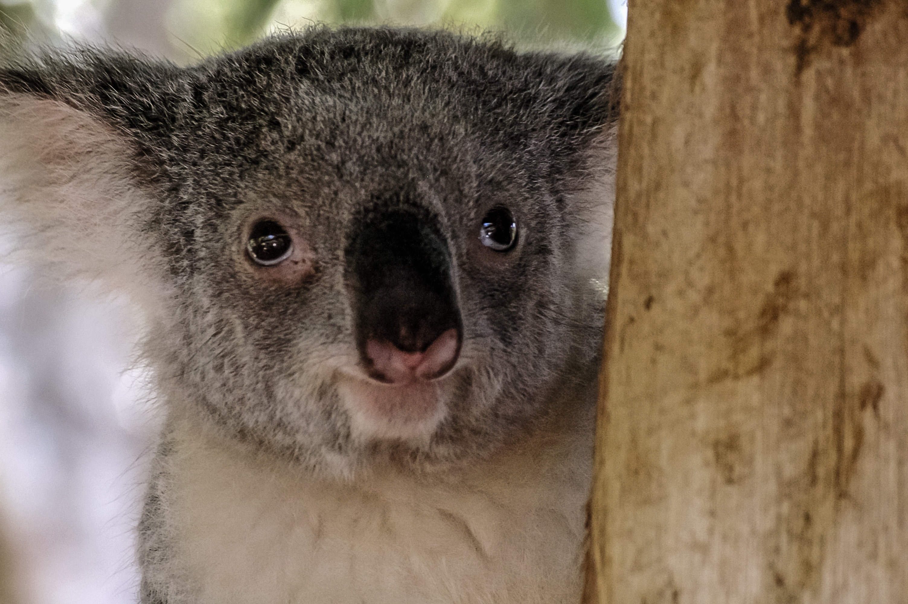 Gray And White Koala Bear Hugging Brown Wooden Tree - Grå Björn , HD Wallpaper & Backgrounds