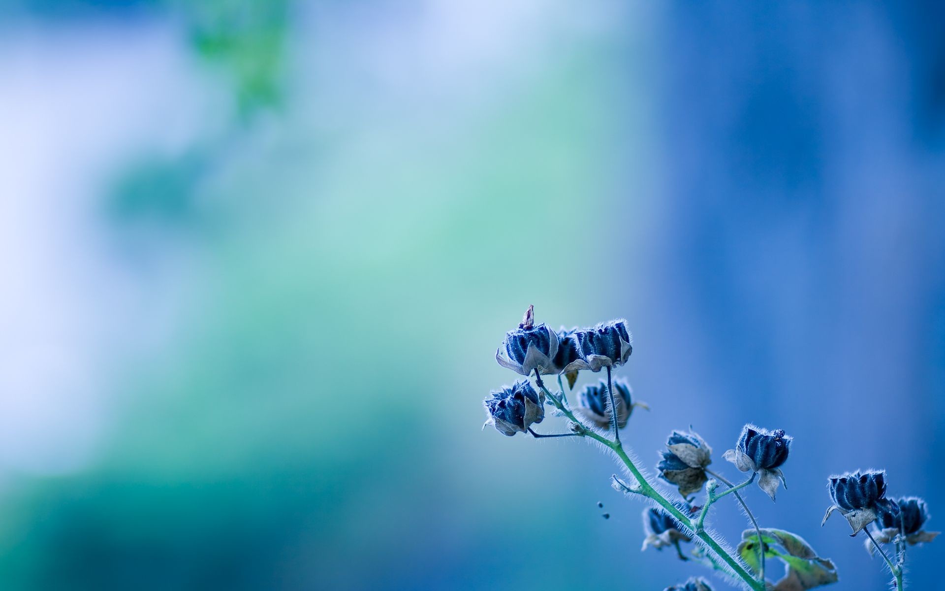 Blue Flower Blurred Background , HD Wallpaper & Backgrounds