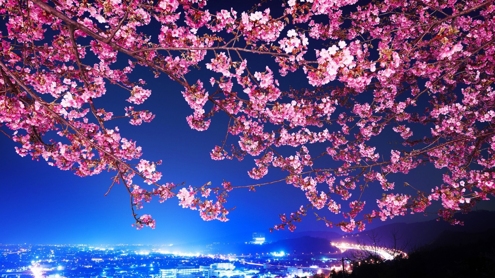 Tokyo Cherry Blossom Background , HD Wallpaper & Backgrounds