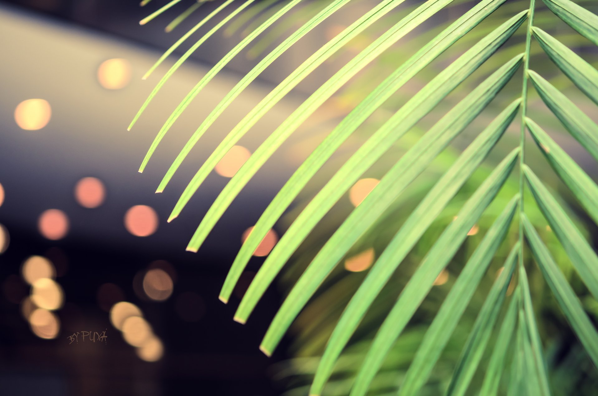 Palma Bokeh Close Up Puxa Green Wallpaper Saver - Close-up , HD Wallpaper & Backgrounds