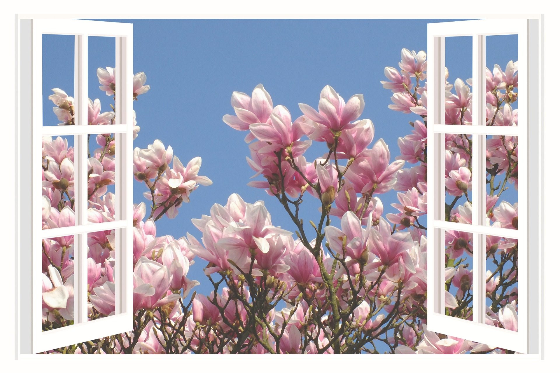 In Window Frame Beautiful Wallpaper Of Morning Flowers - Fehér Magnólia Háttér Elvont , HD Wallpaper & Backgrounds