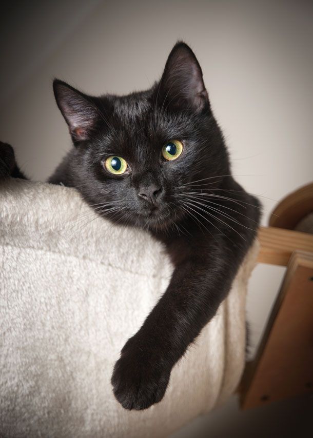 Tubs - Most Beautiful Black Cat , HD Wallpaper & Backgrounds