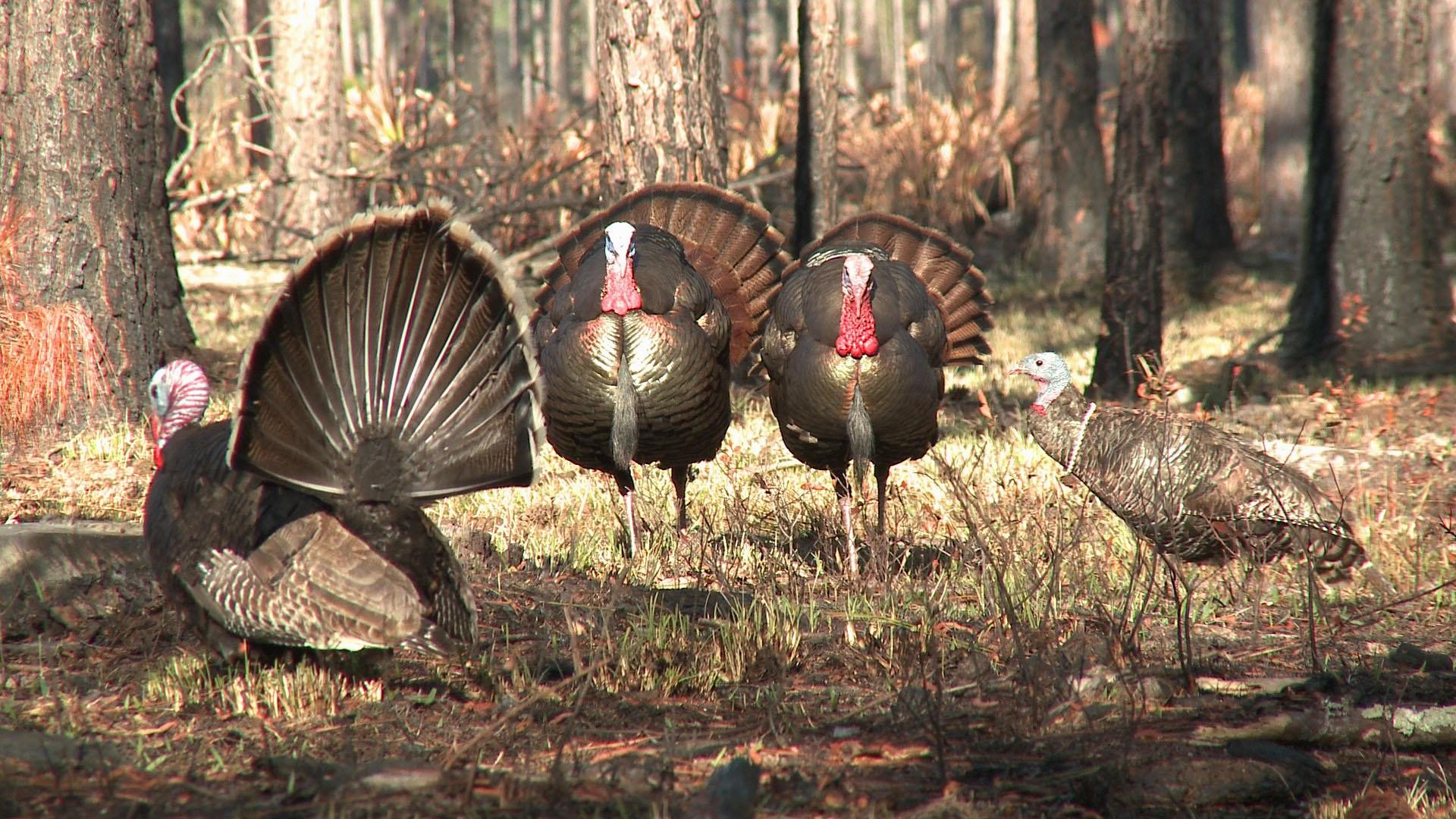 4 - - Hd Turkey Hunt , HD Wallpaper & Backgrounds