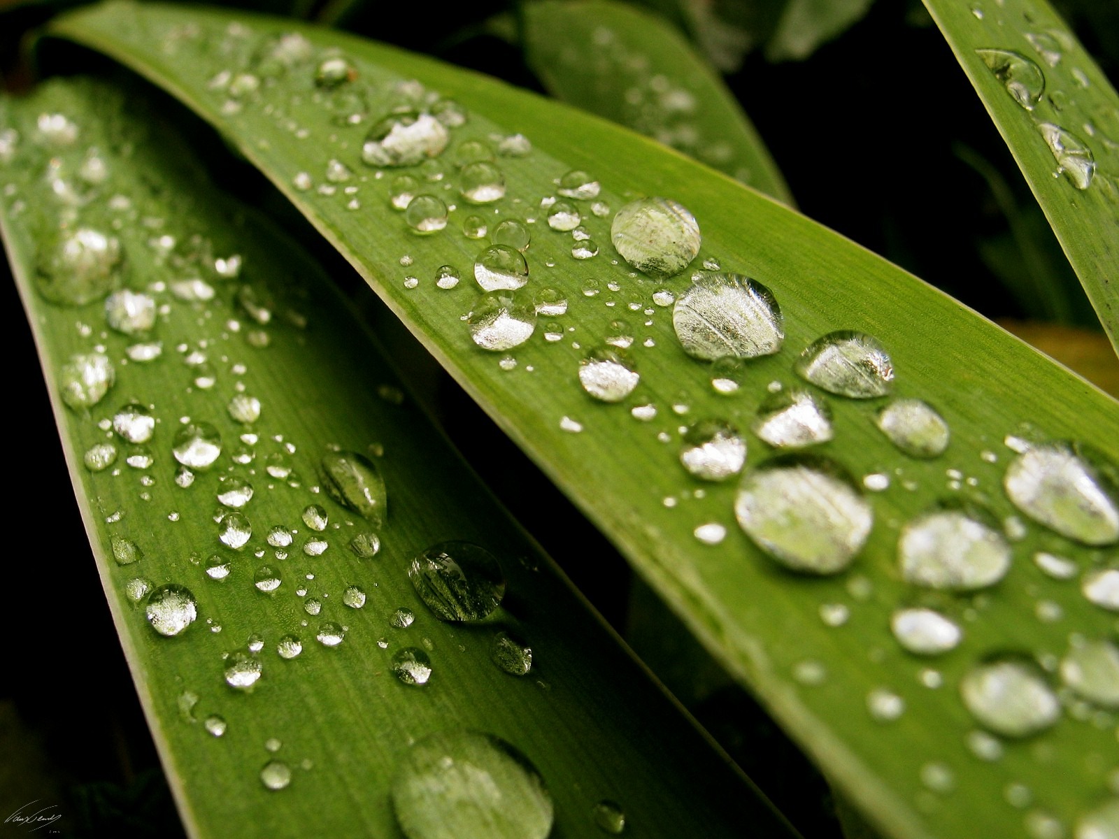 Fresh Rain Drops Wallpaper Plants Nature Wallpapers - Water Drops On Plants , HD Wallpaper & Backgrounds