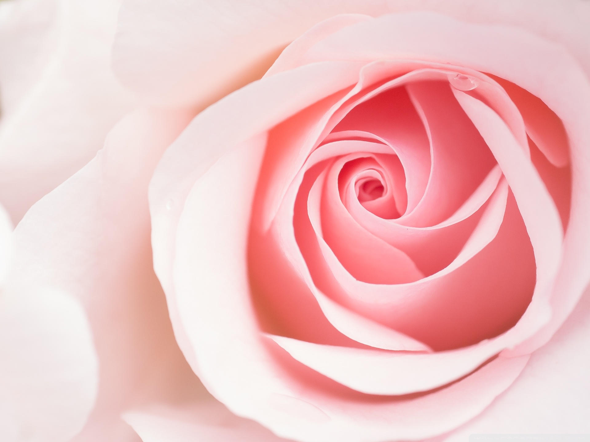 Light Pink Roses Wallpaper - Light Pink Rose Flowers , HD Wallpaper & Backgrounds