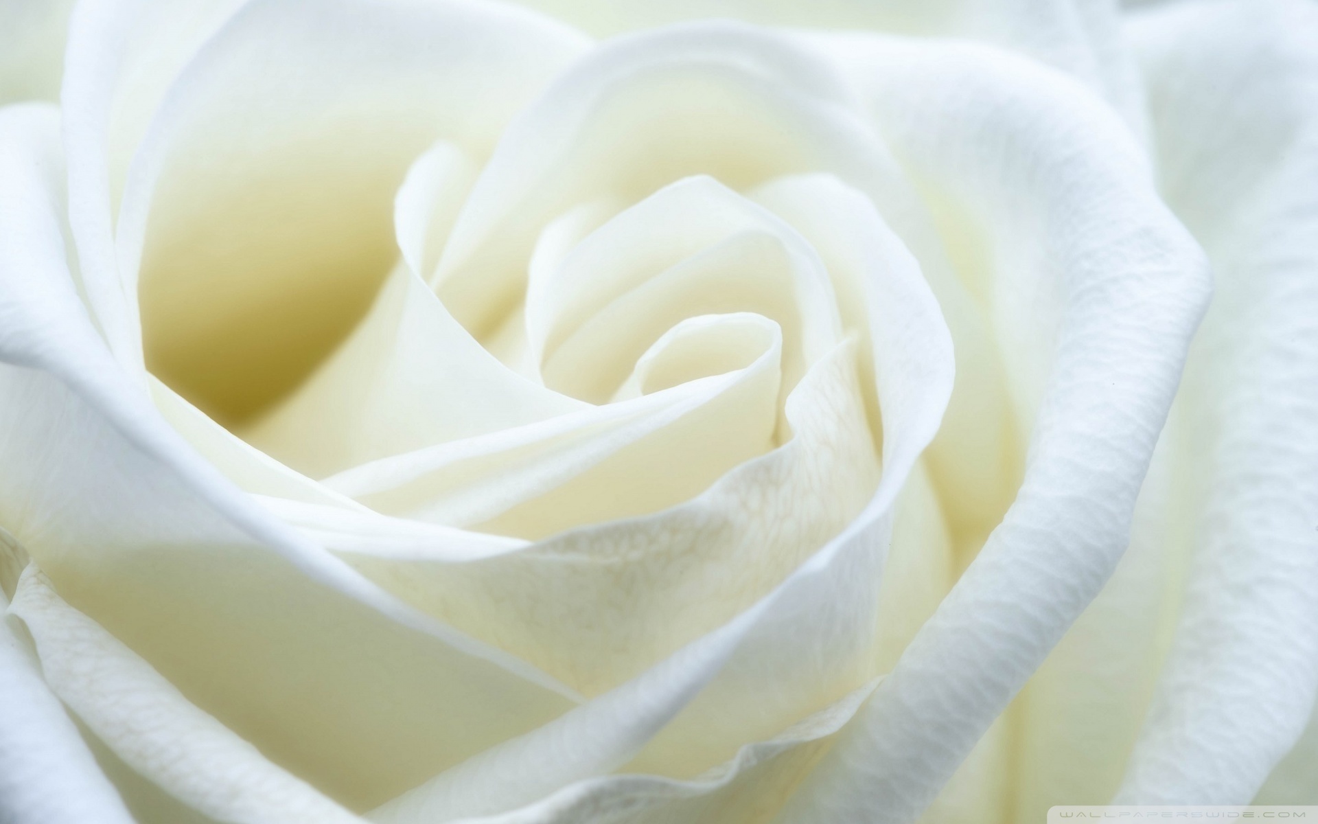 Wide - White Rose Close Up , HD Wallpaper & Backgrounds