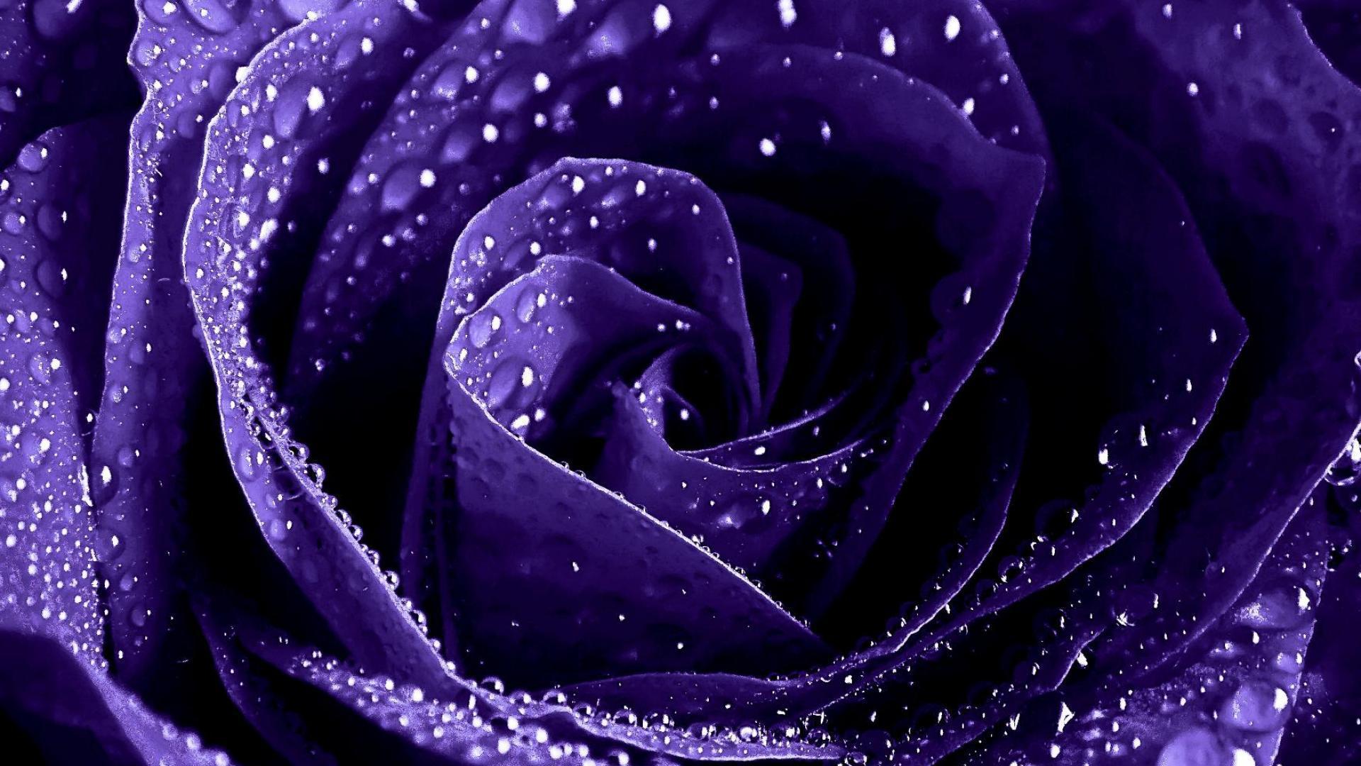 Purple Rose Wallpaper Hd , HD Wallpaper & Backgrounds