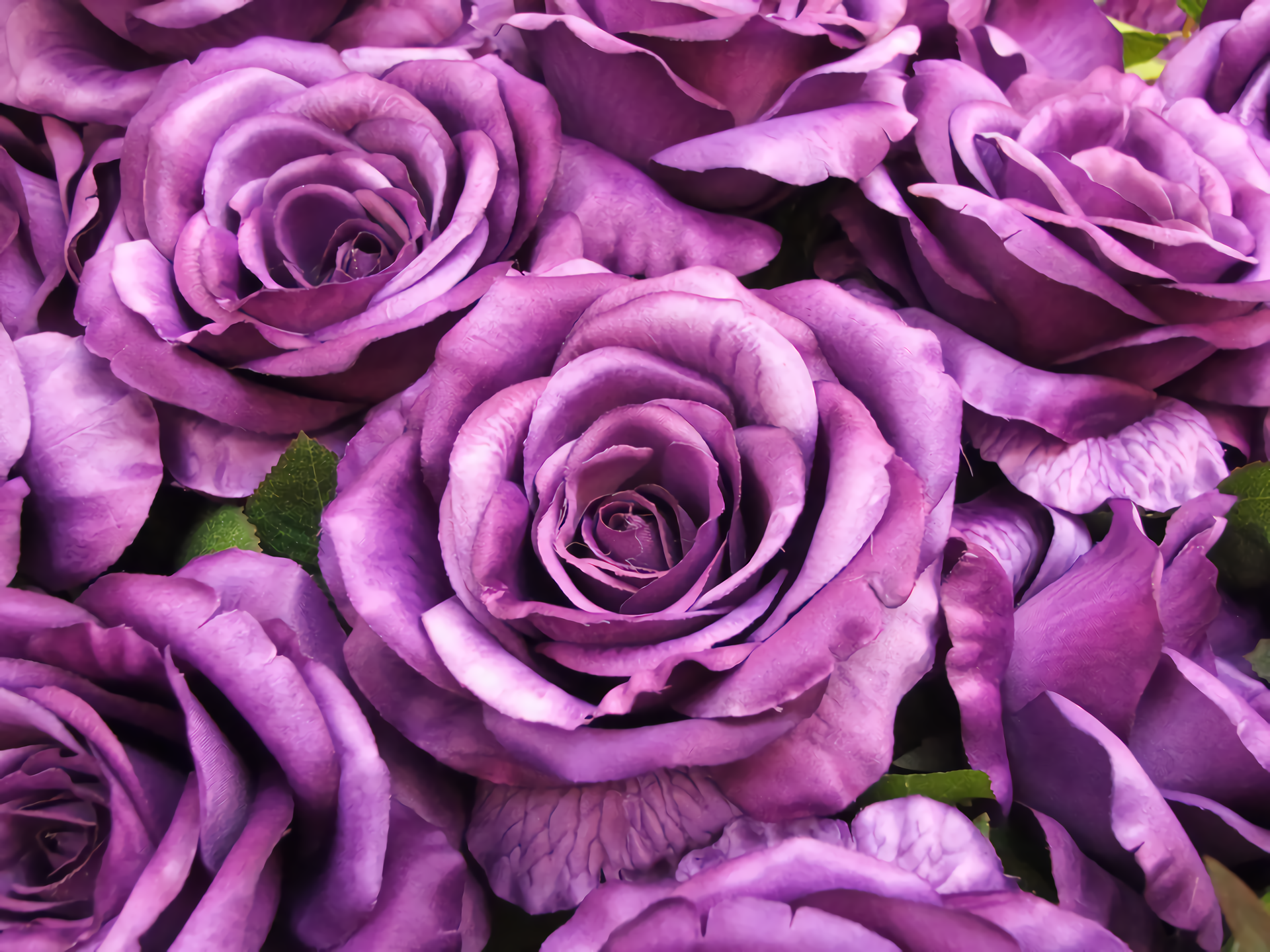 Purple Flower - Purple Roses Desktop Background , HD Wallpaper & Backgrounds
