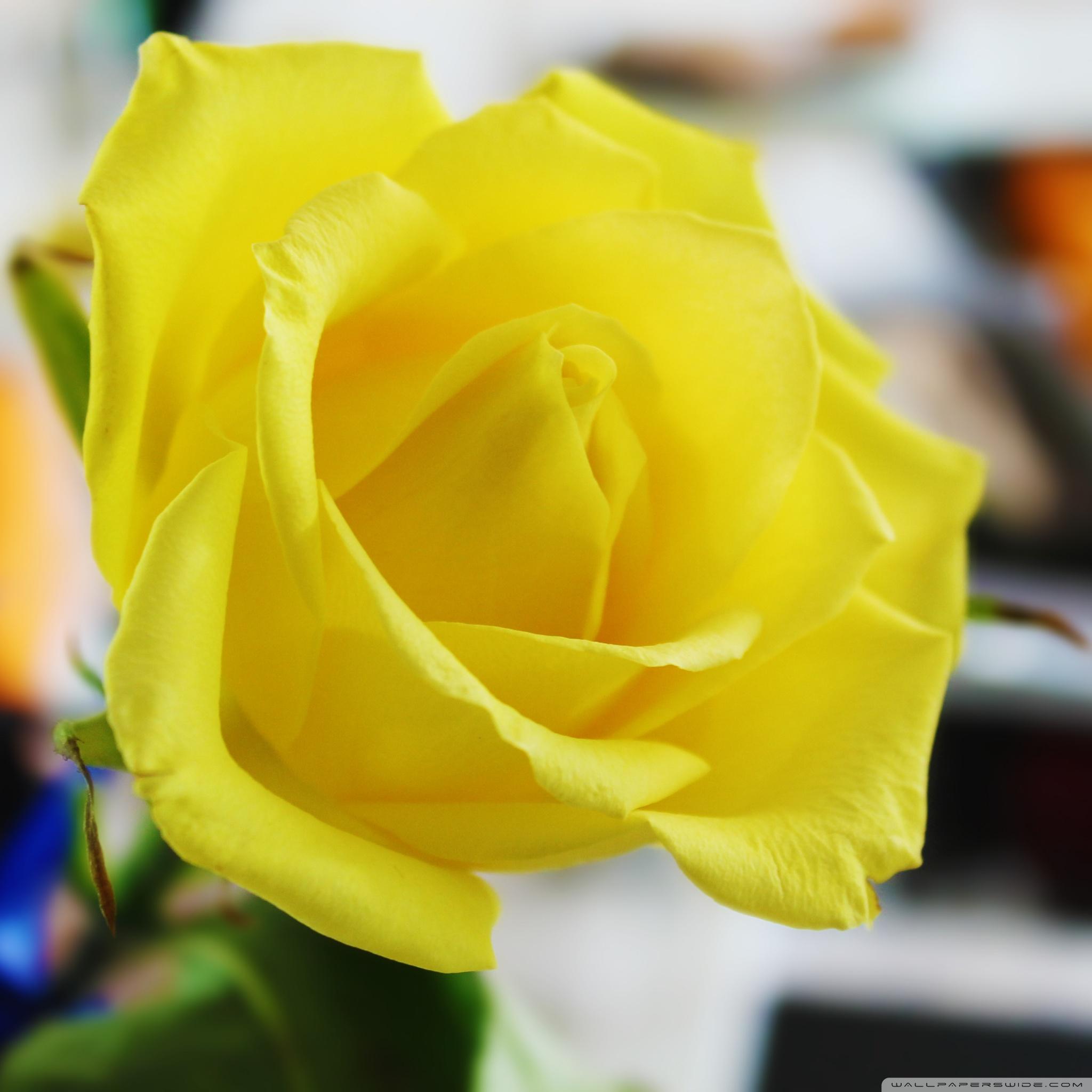 Yellow Rose Wallpaper - Yellow Rose Pic In Hd , HD Wallpaper & Backgrounds