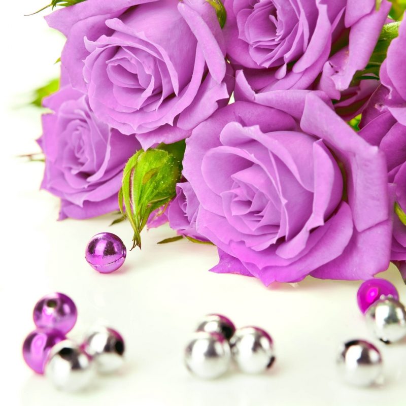 10 Top Pink And Purple Roses Wallpaper Full Hd 1920×1080 - Beautiful Rose Flower With Pearl , HD Wallpaper & Backgrounds