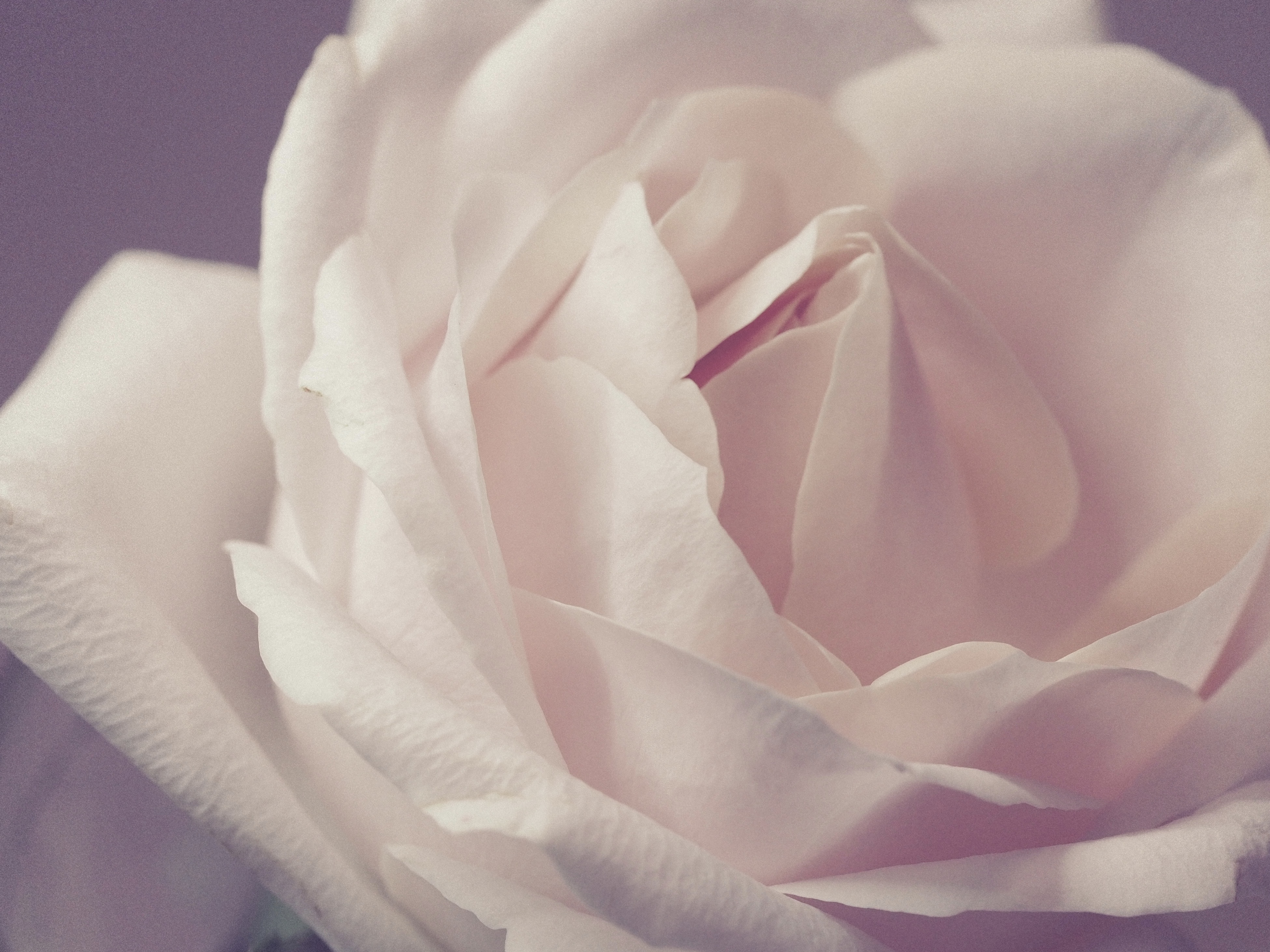 Similar Photos - White Rose Background , HD Wallpaper & Backgrounds
