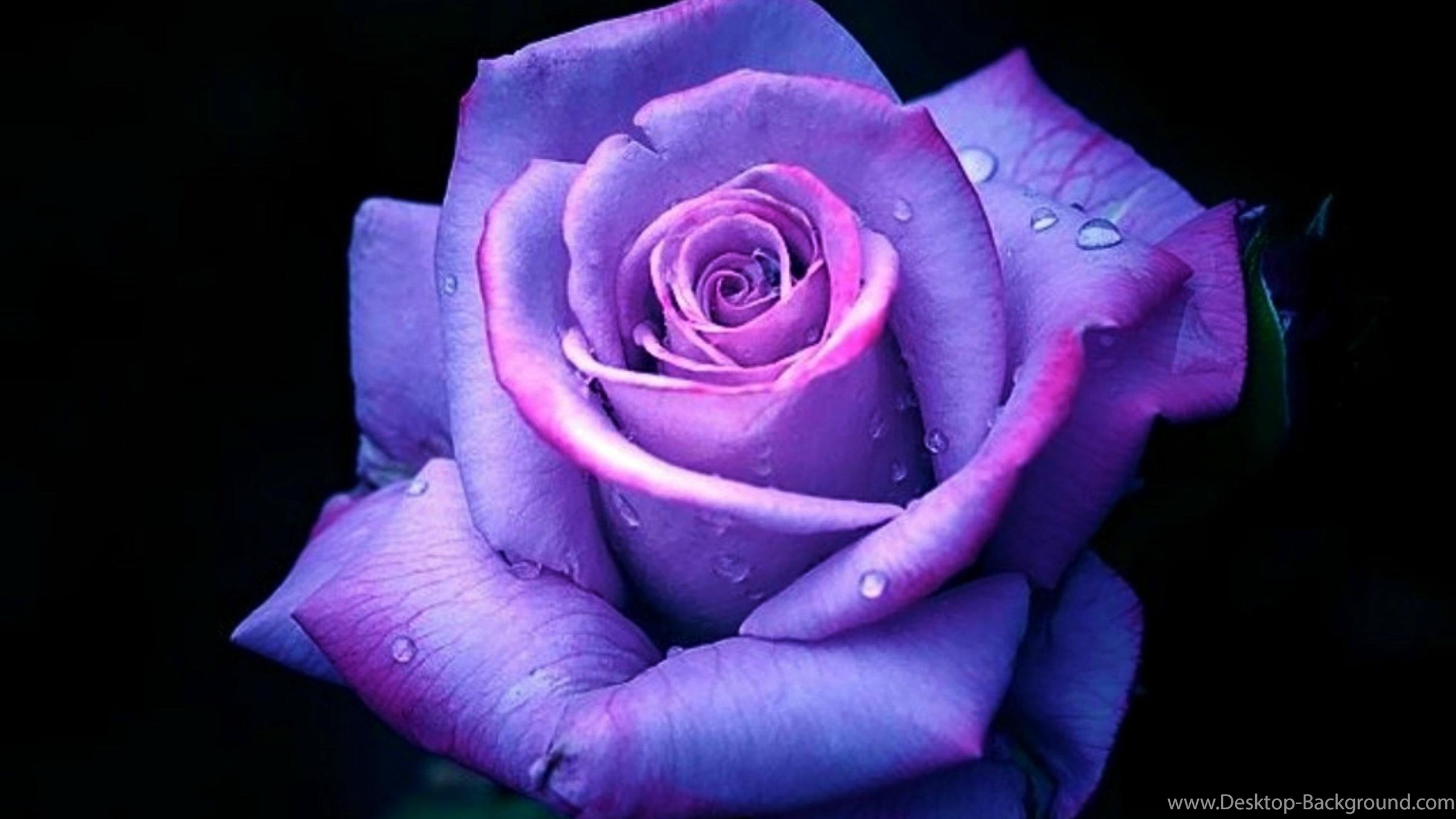 Download Popular - Luxembourg National Flower On Itl.cat