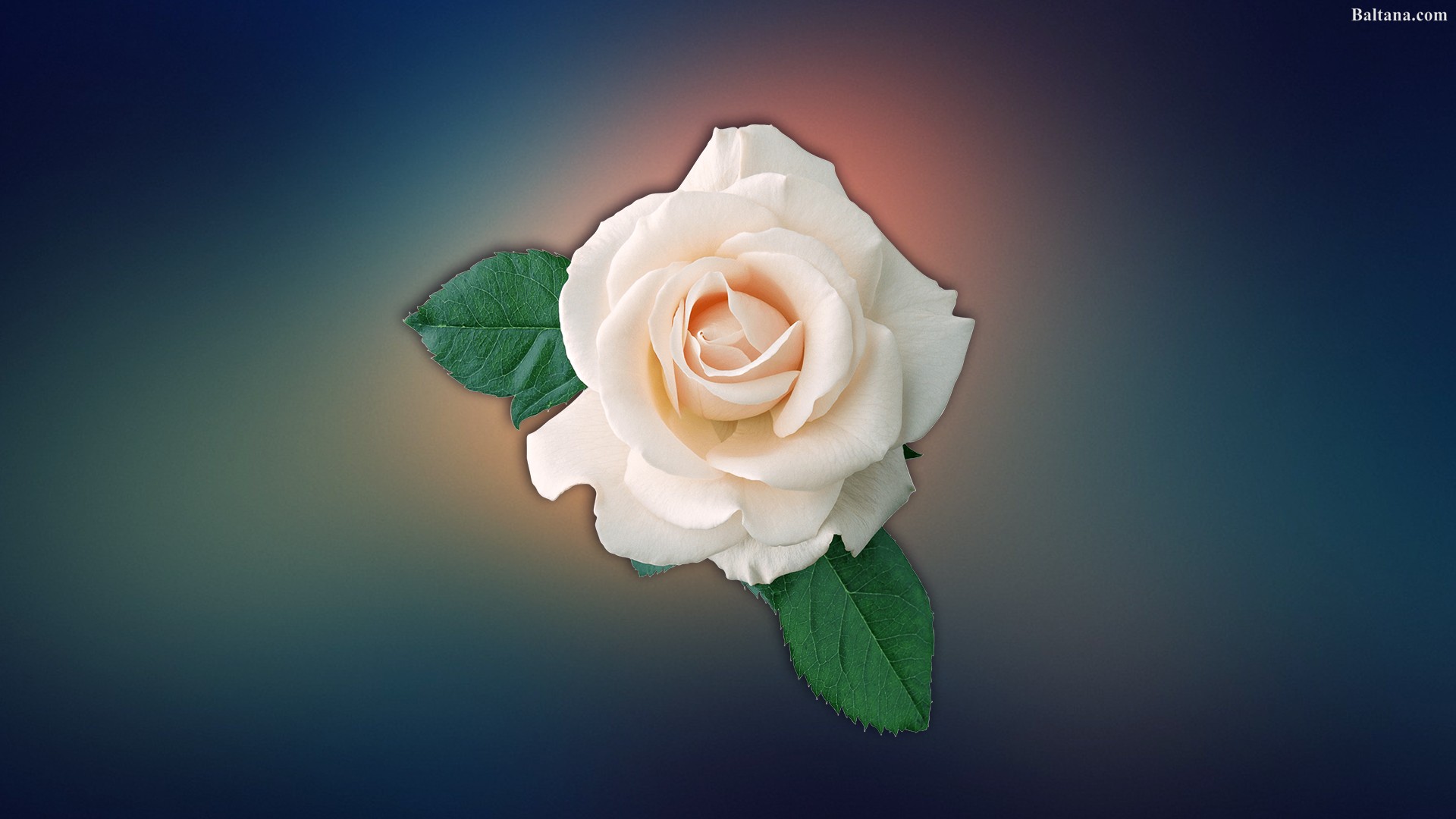 White Rose Best Hd Wallpaper - Приглашение На Выпускной Вечер , HD Wallpaper & Backgrounds