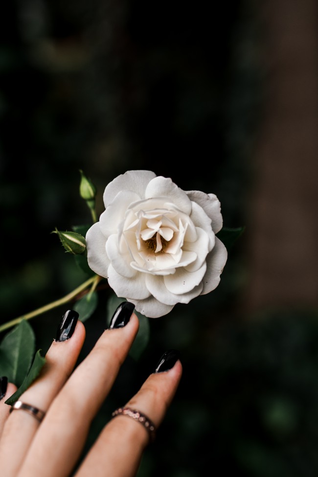 Wallpaper White Rose, Black Nail, Leaves, Petals, Fingers - White Rose , HD Wallpaper & Backgrounds