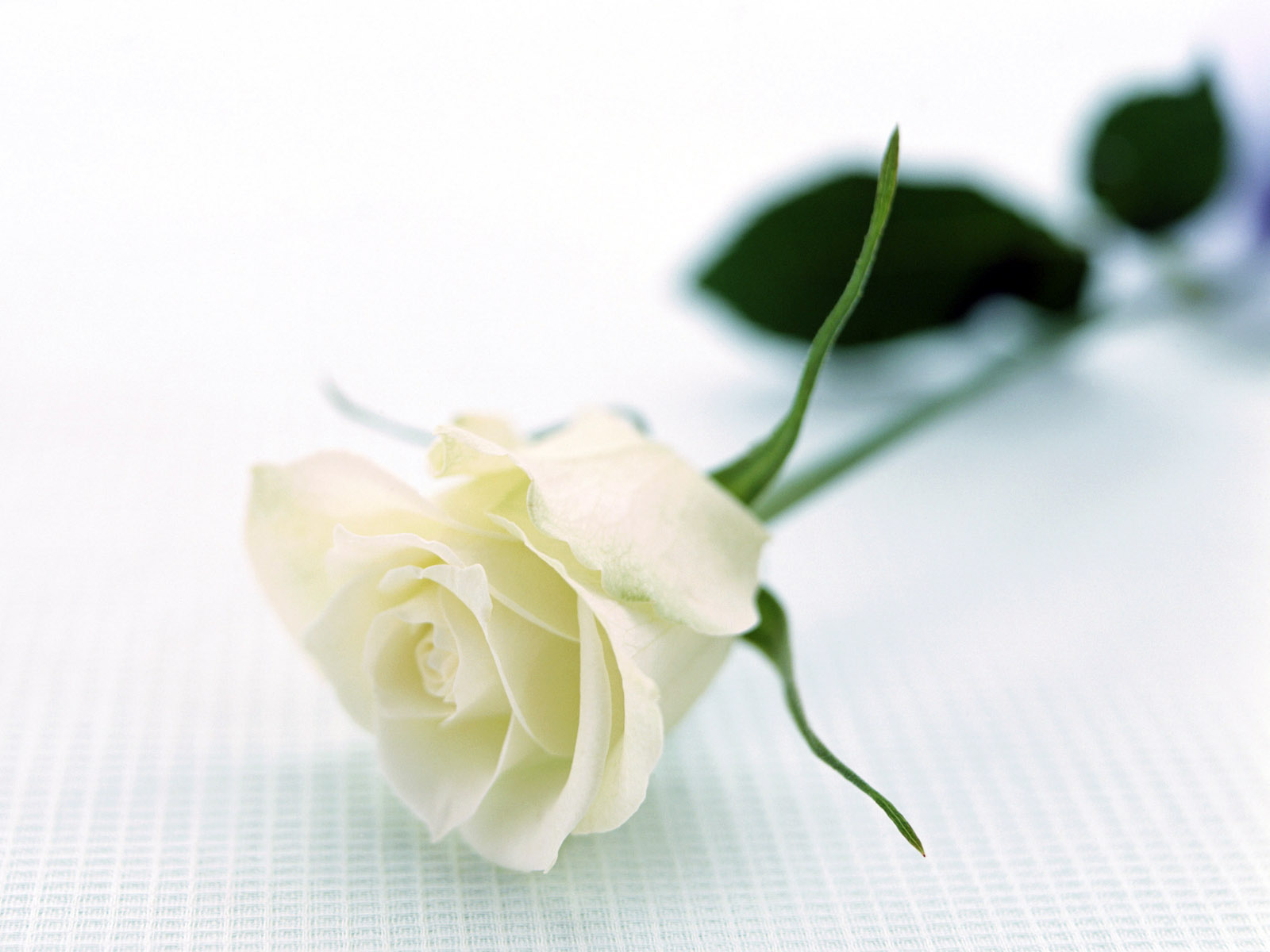 White Rose - Single White Rose Hd , HD Wallpaper & Backgrounds