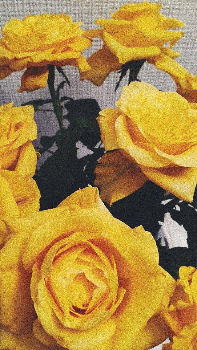 Yellow Rose Wallpaper - Yellow Tumblr Lockscreens Aesthetic , HD Wallpaper & Backgrounds