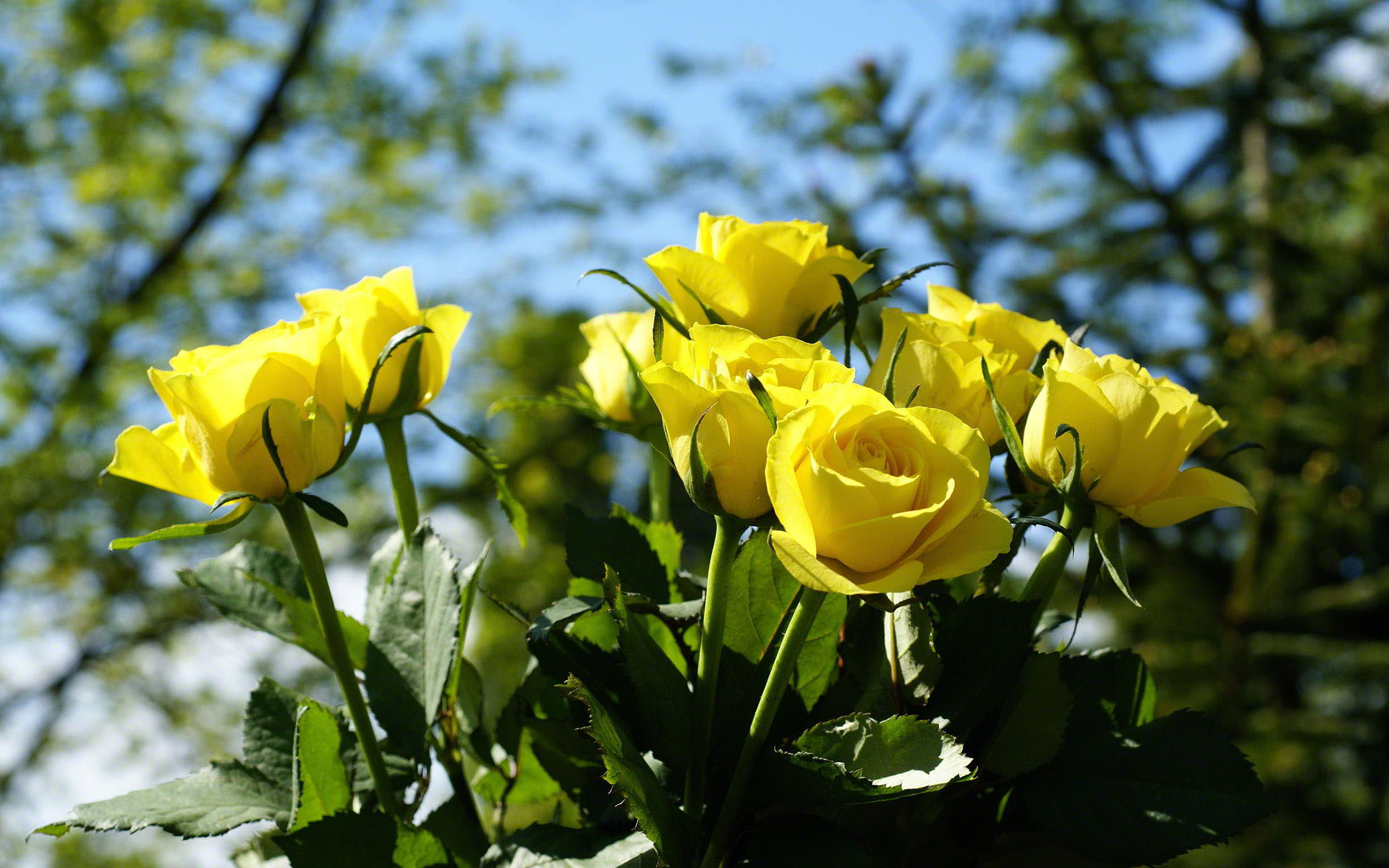 Yellow Rose Pictures - Yellow Roses In Nature (#498294) - HD Wallpaper &amp; Backgrounds Download