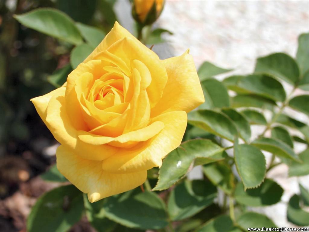 Yellow Rose Wallpaper - Zedge Yellow Roses , HD Wallpaper & Backgrounds