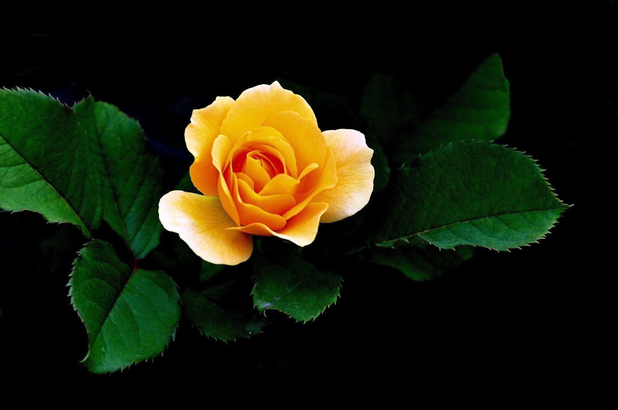 Yellow Rose Wallpapers Wallpaper Cave - Yellow Rose Wallpaper Hd , HD Wallpaper & Backgrounds