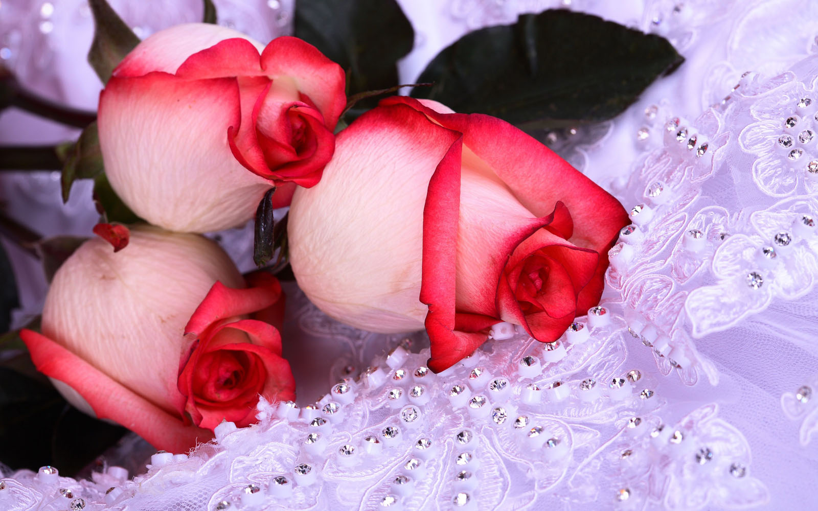 Red White Rose Wallpaper - Beautiful Flower Wallpapers For Facebook , HD Wallpaper & Backgrounds
