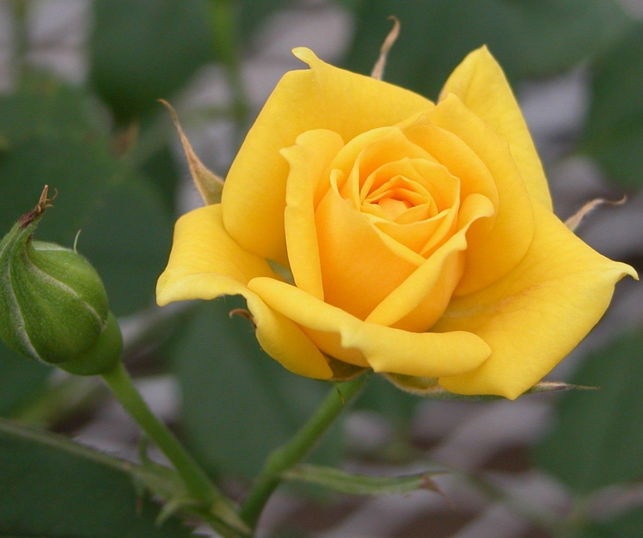 Dark Yellow Rose Rose Has A Fully Double Dark Yellow - Yellow Rose Flower Hd , HD Wallpaper & Backgrounds