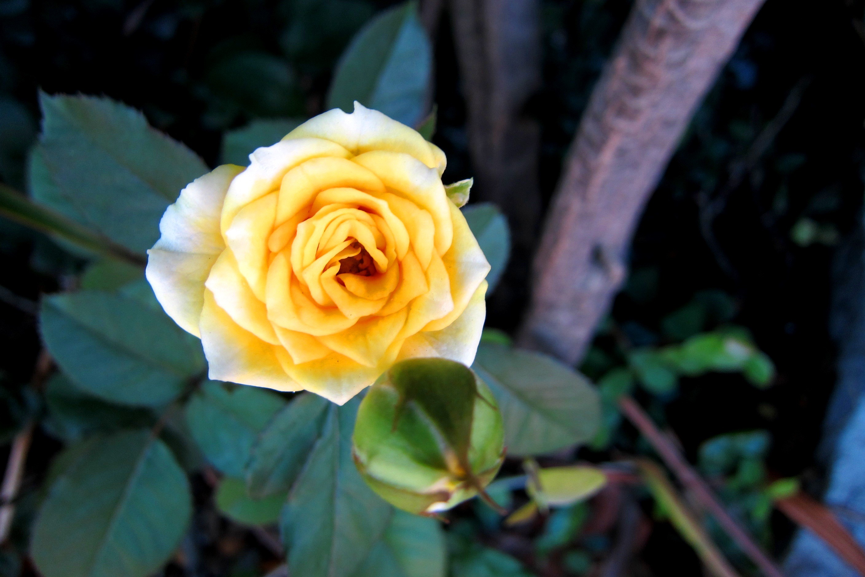 Pretty Yellow Rose Wallpaper - Yellow Roses , HD Wallpaper & Backgrounds
