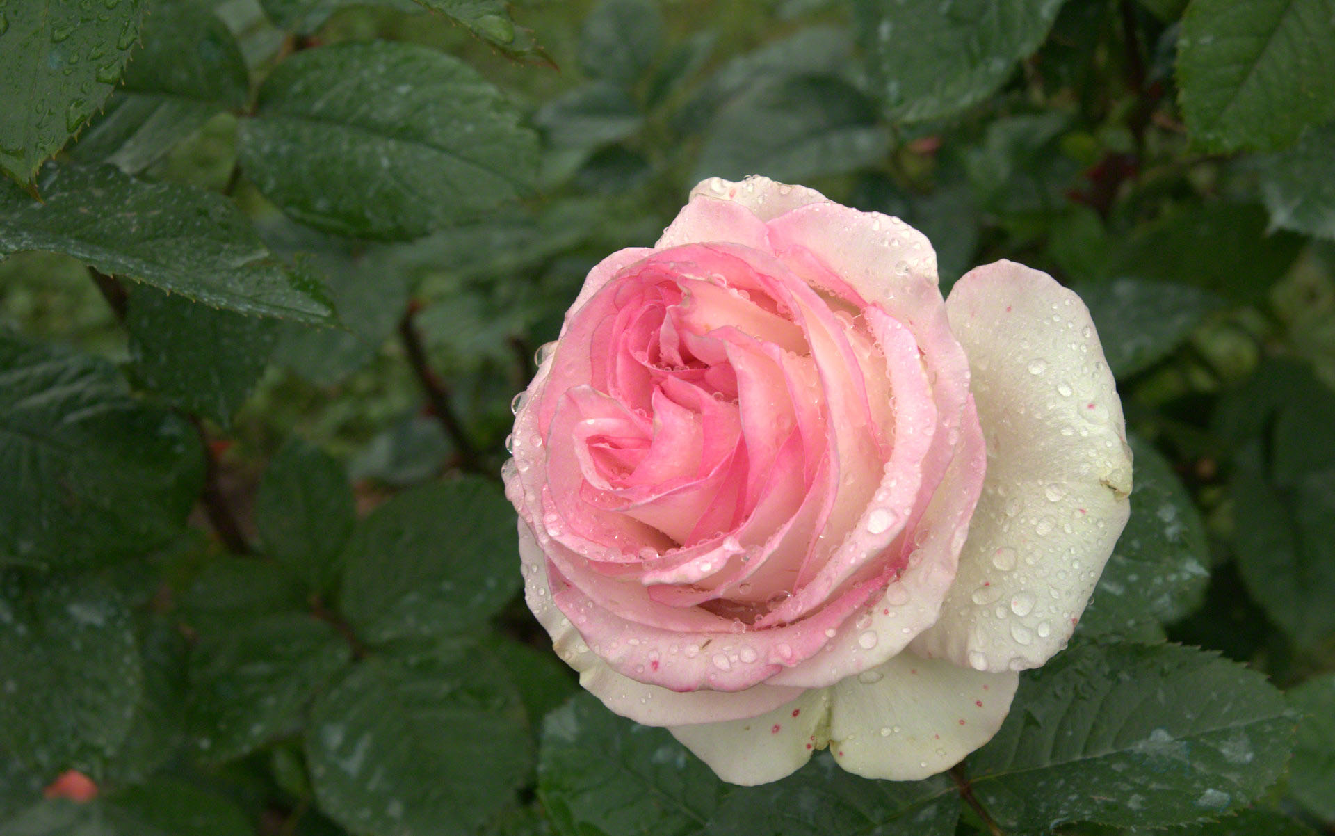 Raindrop Rose Wallpaper - White Flowers With Raindrops , HD Wallpaper & Backgrounds