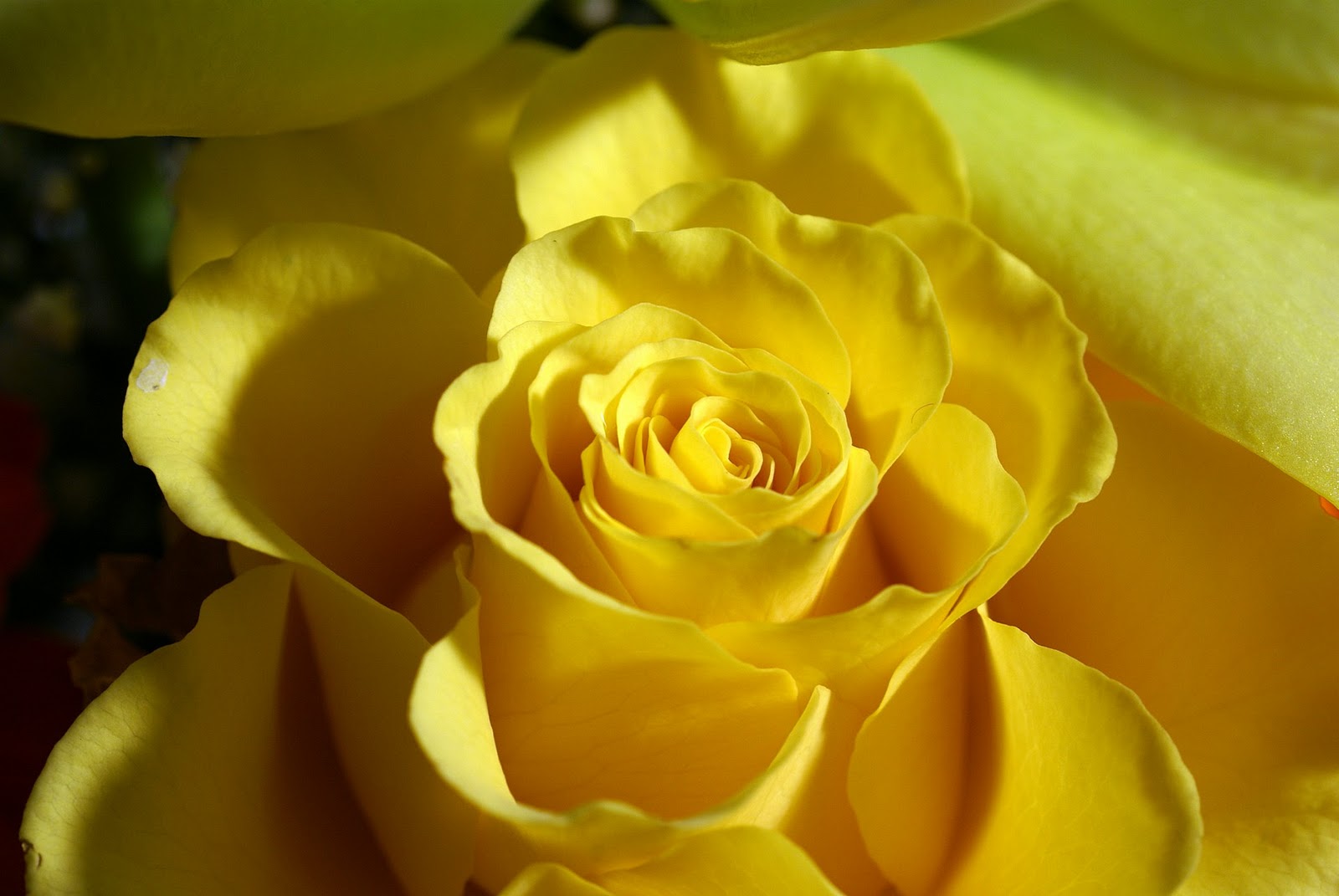 Timeline - Hd Images Of Yellow Flowers , HD Wallpaper & Backgrounds