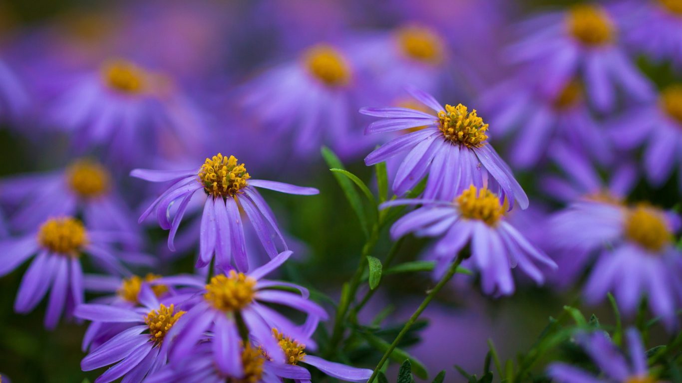 Daisies Purple Yellow Flowers Desktop Wallpaper Hd - Violet Thingss , HD Wallpaper & Backgrounds