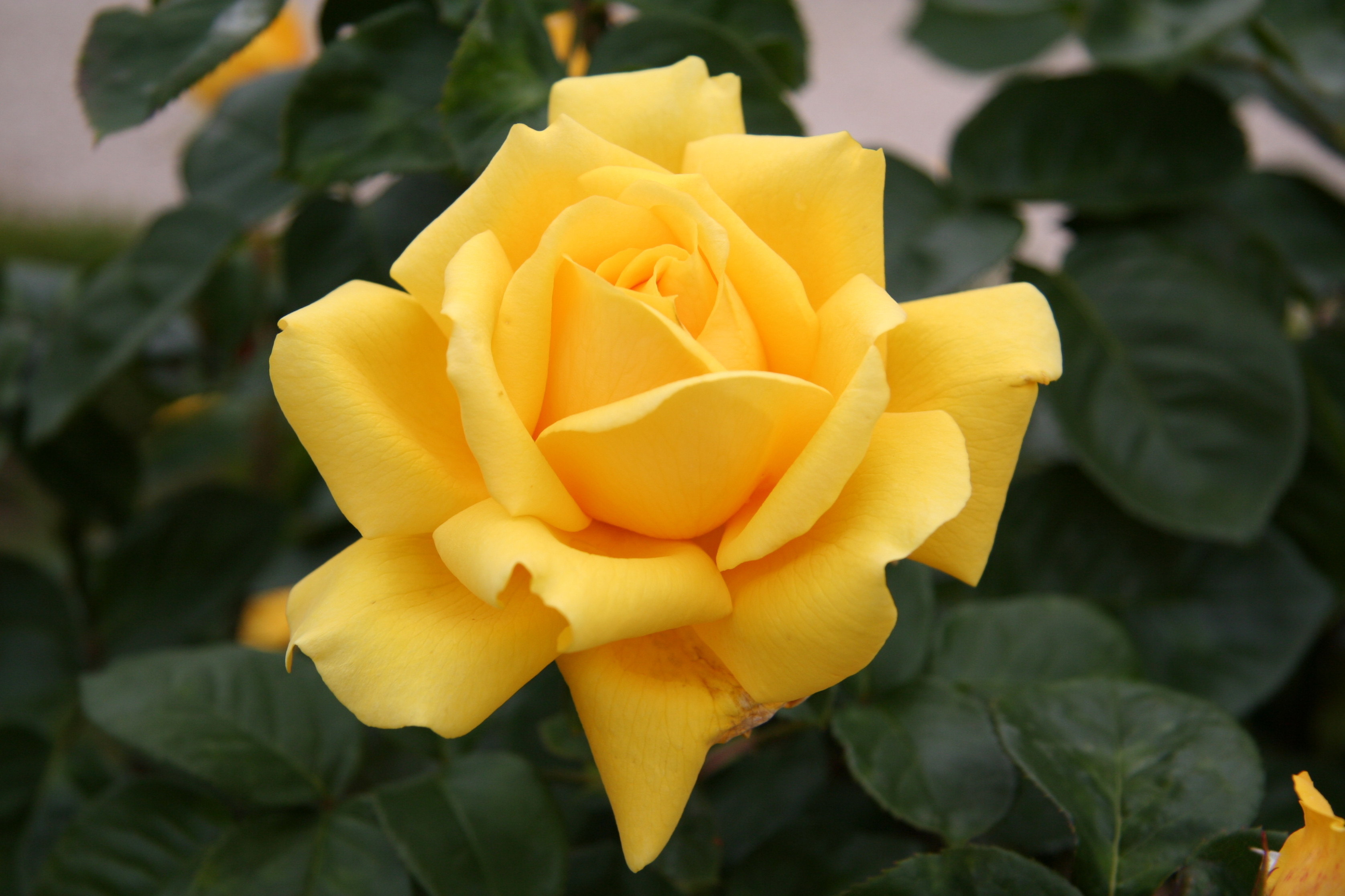 Most Beautiful Rose The Best Wallpaper Most Beautiful - Yellow Rose