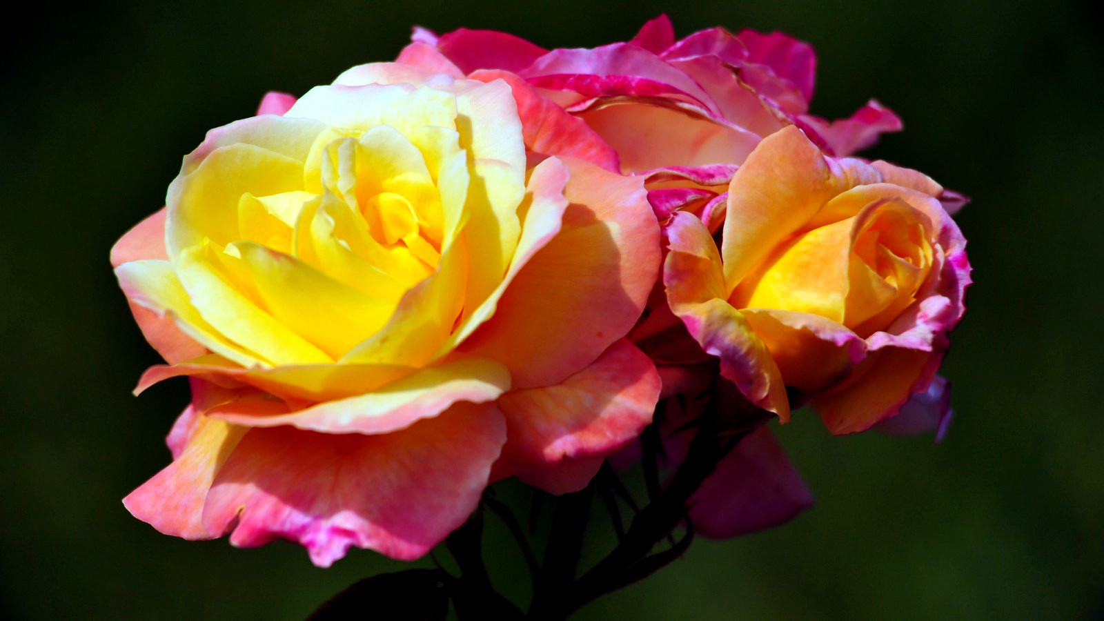 Yellow Rose , HD Wallpaper & Backgrounds