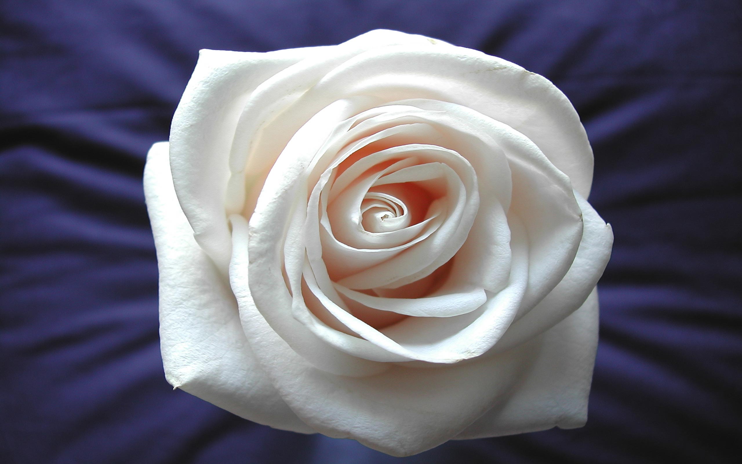 White Rose Wallpapers And Stock Photos - White Rose In Arabic , HD Wallpaper & Backgrounds