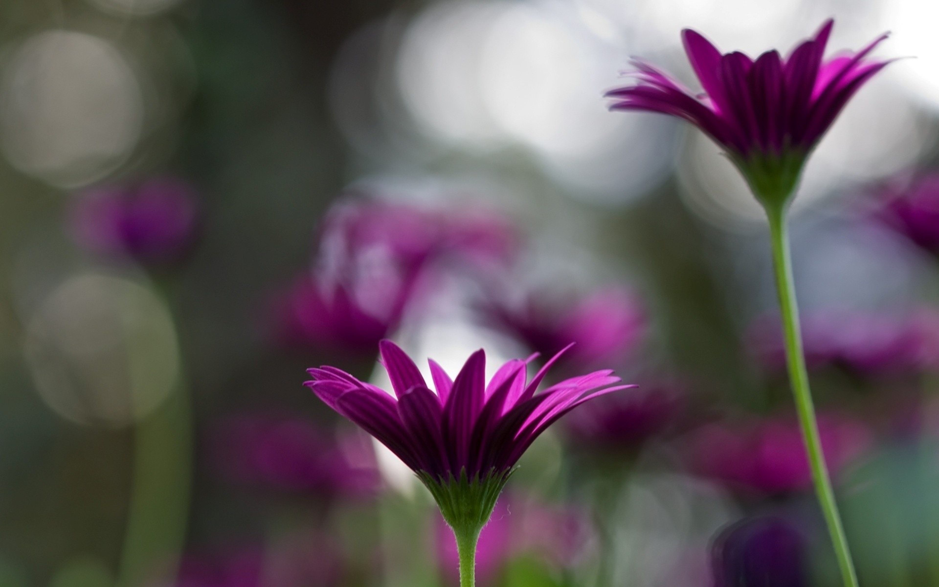 Violet Flowers Desktop - Depth Of Field Photography Flowers , HD Wallpaper & Backgrounds