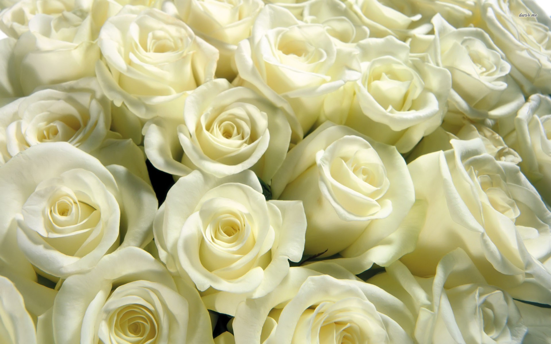 White Rose Wallpaper - Fundo De Rosa Branca , HD Wallpaper & Backgrounds