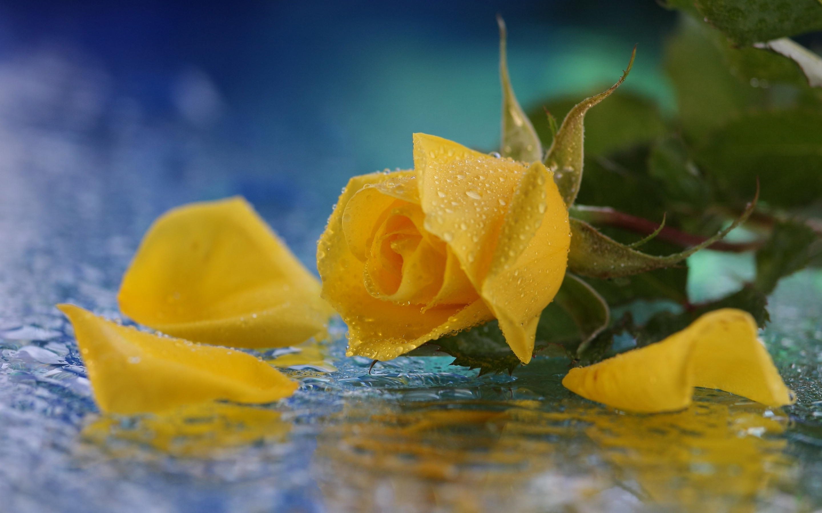 Yellow Rose Wallpaper Hd Wallpaper - Beautiful Yellow Roses In Water , HD Wallpaper & Backgrounds