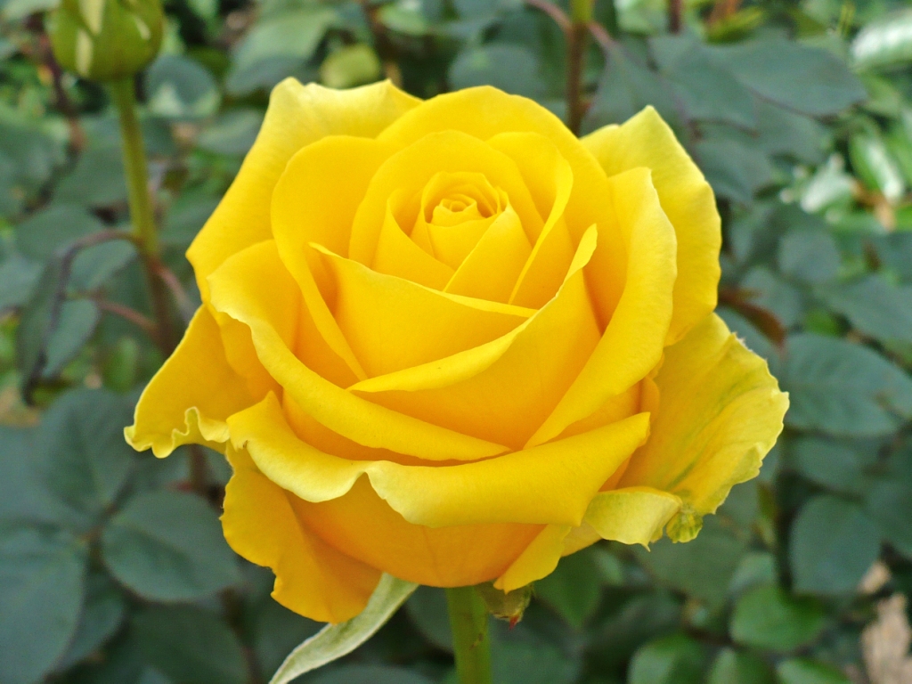 Hdq Beautiful Yellow Rose Images & Wallpapers , HD Wallpaper & Backgrounds