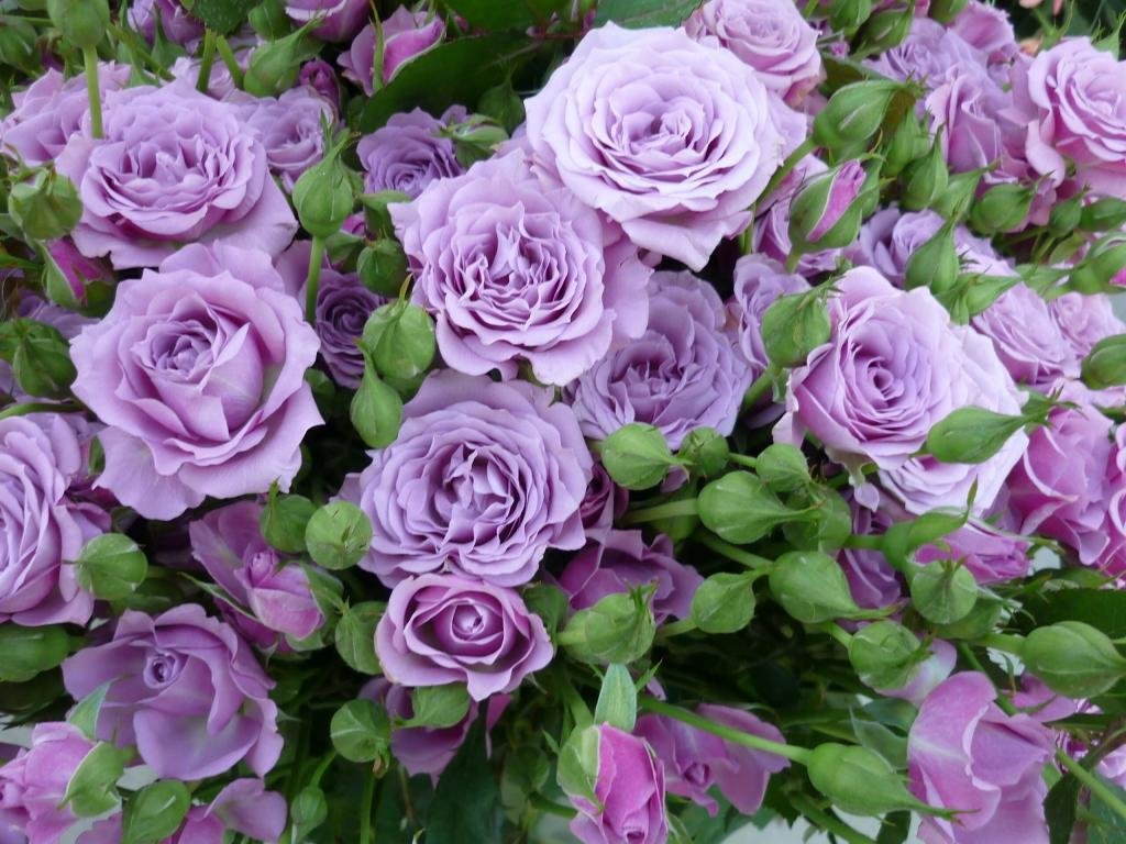 High Resolution Rose Hd Background Id - Iphone 6 Purple Roses , HD Wallpaper & Backgrounds