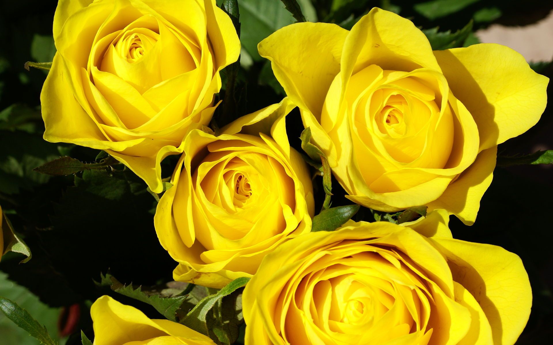 Hd Yellow Roses Wallpaper, Roses, Yellow, Nature, Beautiful, - Yellow And Black Rose , HD Wallpaper & Backgrounds