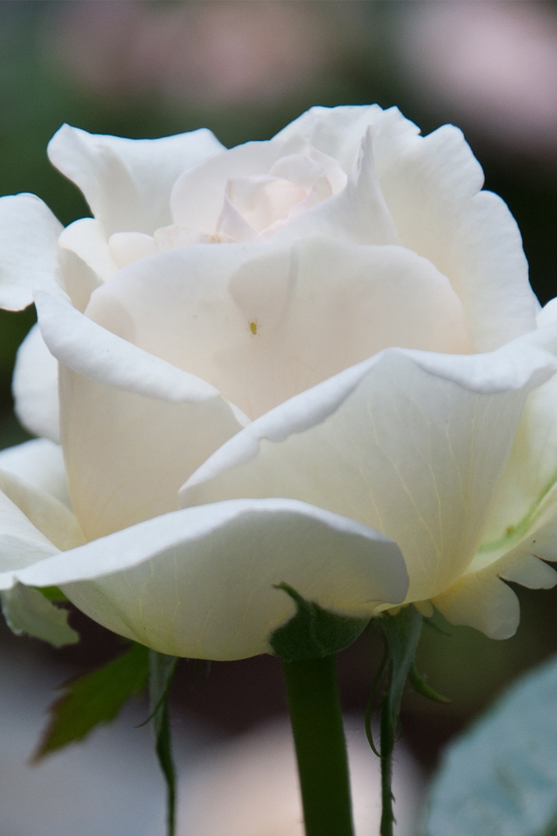 Wallpaper Flower, White, Rose, Macro - White Rose With Water Drops , HD Wallpaper & Backgrounds