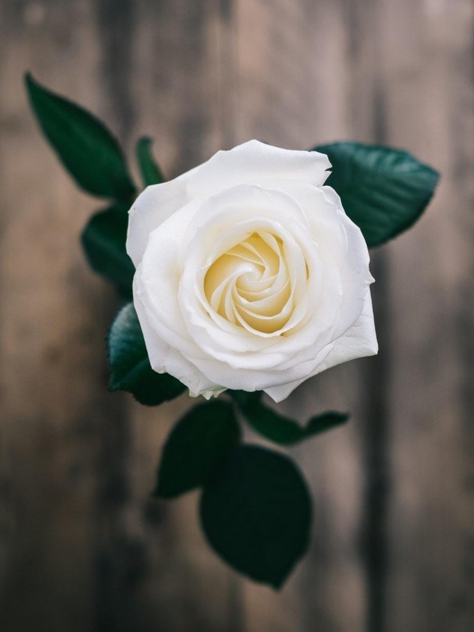 White Rose Wallpaper - White Rose Hd Wallpaper Iphone , HD Wallpaper & Backgrounds