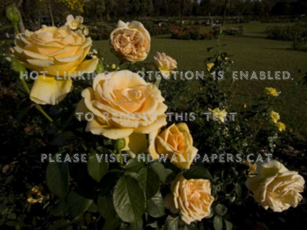 Garden Roses , HD Wallpaper & Backgrounds