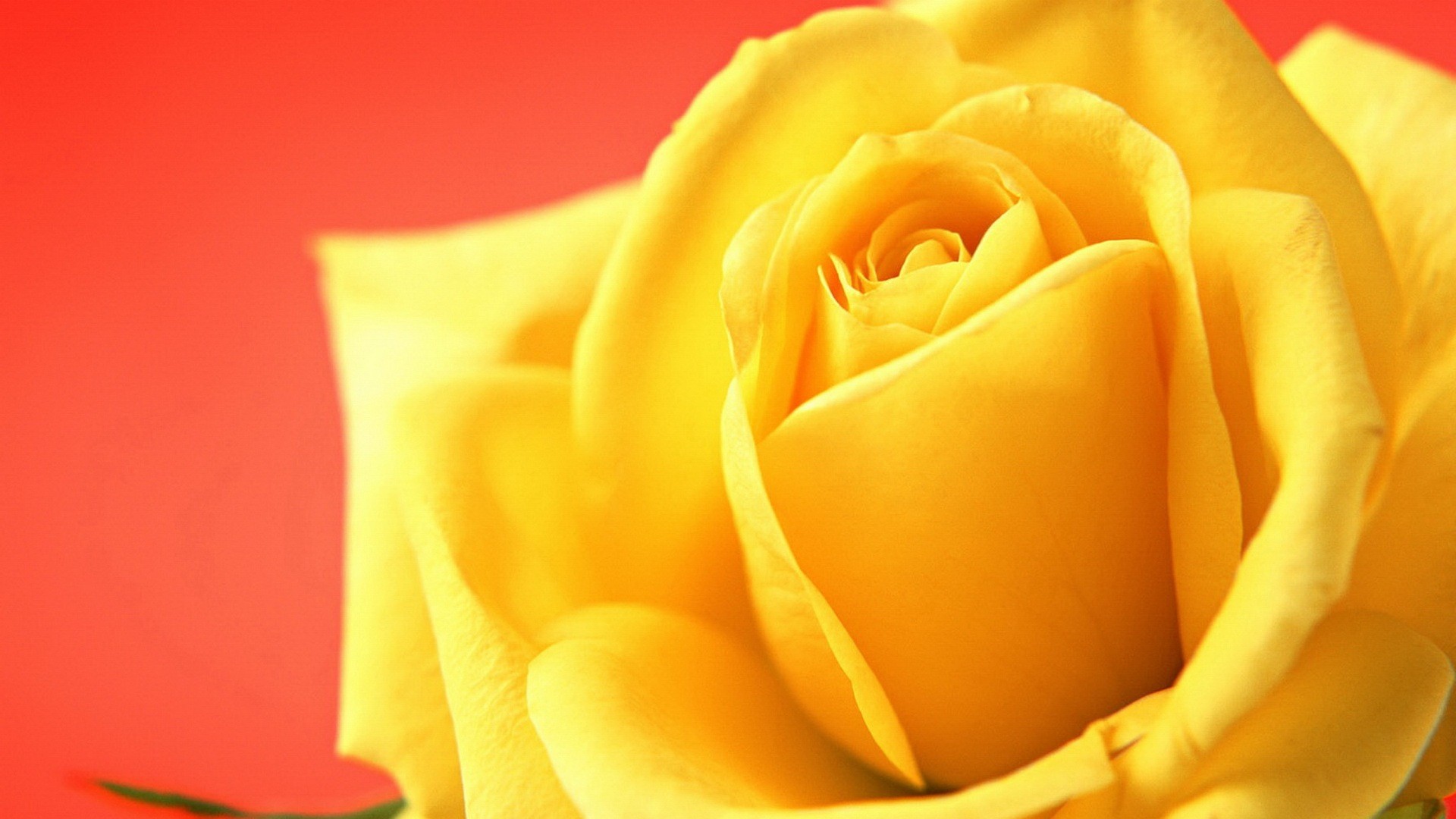 Beautiful Yellow Roses - Hd Red Yellow Roses , HD Wallpaper & Backgrounds