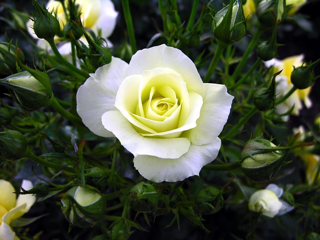Download Wallpaper Beautiful White Rose Macam Bunga Mawar