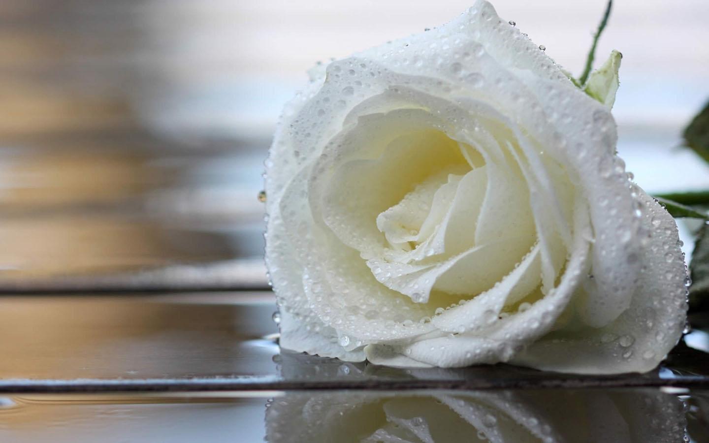 White Rose - White Rose Ultra Hd , HD Wallpaper & Backgrounds